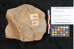 Foto (Objekt + Etikett) von Walchia piniformis Sternbg. (NHMW-GEO-2024-0188-11121)